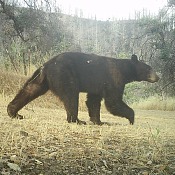 black bear2 800scrp