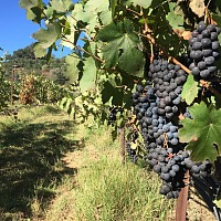 Vineyard