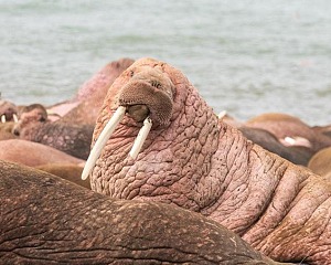 Nature: Walrus – Life on Thin Ice realwildwest 603