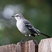 Ear to the Wild:  A Northern Mockingbird Singing His Heart Out