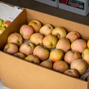 Apple box Gold Ridge - photo by Suzanne Becker Bronk