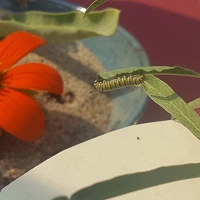 Monarchs reith cropped