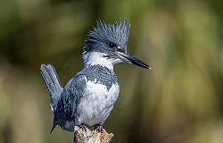 Belted Kingfisher 24120918989