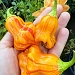 Peppers grown by Alex Trefry