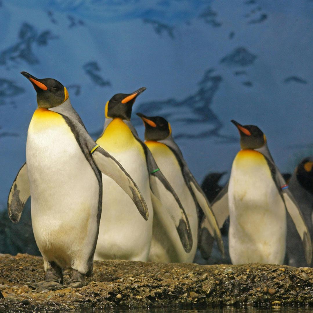 Global Penguin Society::<br>Penguins are one of the most resilient animals on the planet, having evolved over 60 million years ago and adapted to survive extreme environments – but today, their populations are threatened by human activity. Global Penguin Society