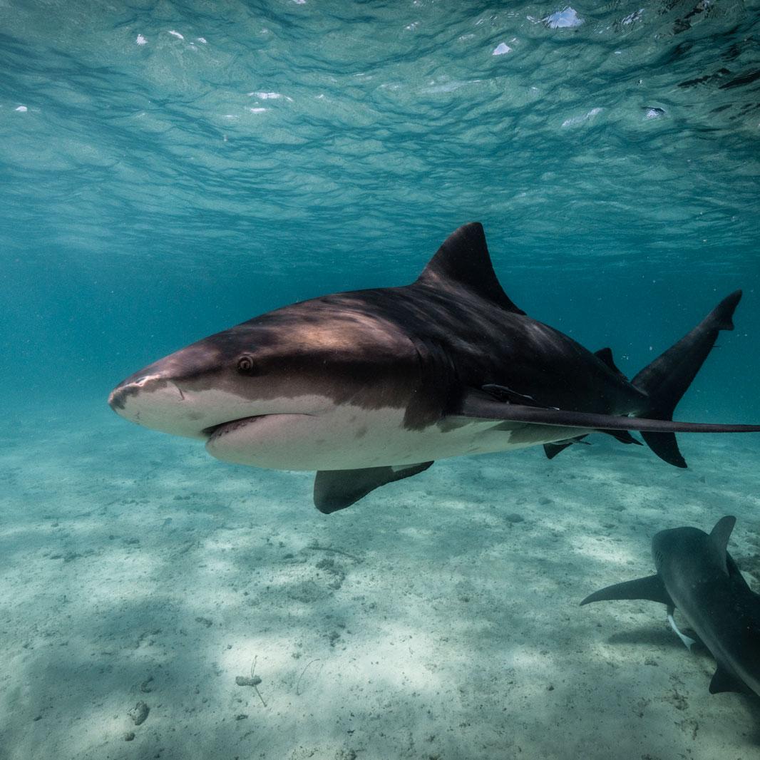 MarAlliance ::<br>Sharks and rays are key to the health of many marine ecosystems around the world, and are among the longest lived marine animals. MarAlliance